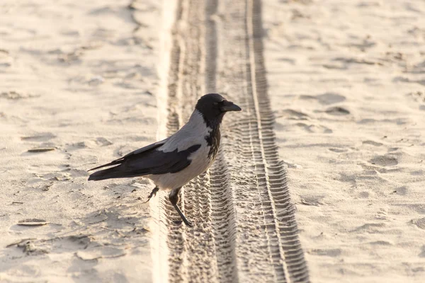乌鸦漫步沙滩沙 — 图库照片