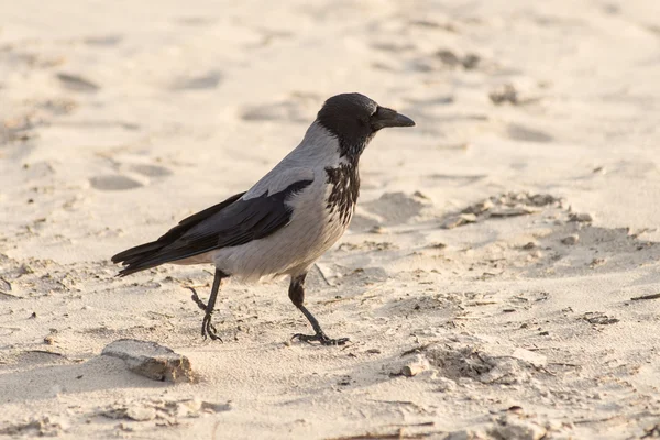 乌鸦漫步沙滩沙 — 图库照片