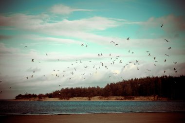 retro vintage beach uçan üzerinde-birçok martılar bak