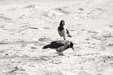 sahilde kum - retro vintage bir görünüm yürüyüş karga