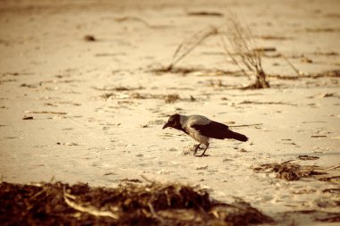 sahilde kum - retro vintage bir görünüm yürüyüş karga