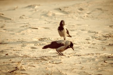 sahilde kum - retro vintage bir görünüm yürüyüş karga