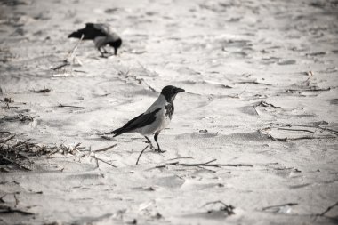 sahilde kum - retro vintage bir görünüm yürüyüş karga