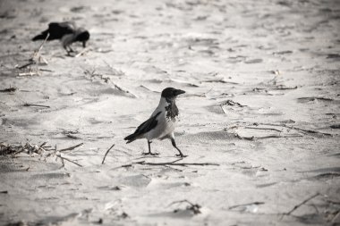 sahilde kum - retro vintage bir görünüm yürüyüş karga