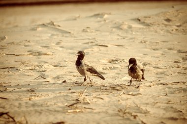 sahilde kum - retro vintage bir görünüm yürüyüş karga