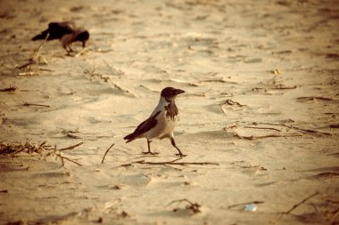 sahilde kum - retro vintage bir görünüm yürüyüş karga