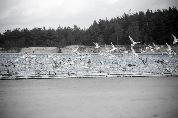 Muitas gaivotas na praia voando - olhar vintage retro — Fotografia de Stock