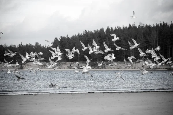 Muitas gaivotas na praia voando - olhar vintage retro — Fotografia de Stock