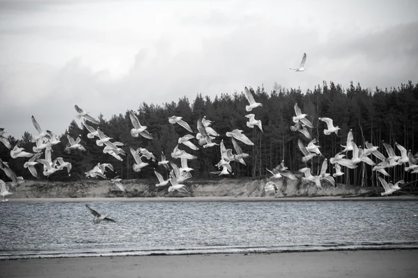 Muitas gaivotas na praia voando - olhar vintage retro — Fotografia de Stock