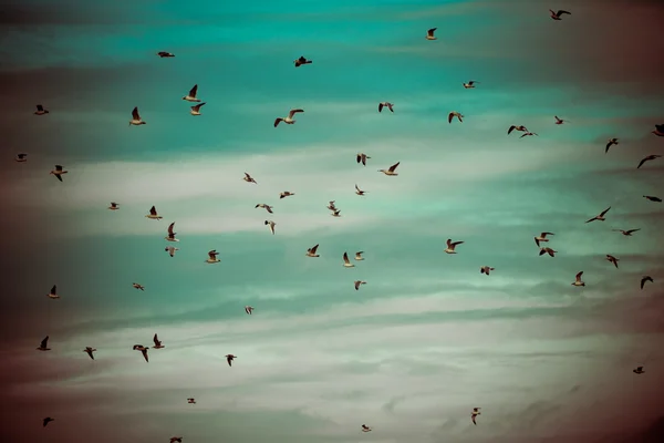 Many seagulls on the beach flying - retro vintage look — Stock Photo, Image