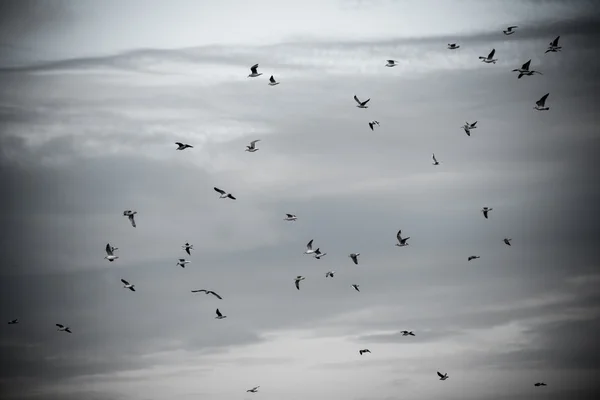 Muchas gaviotas en la playa volando - aspecto retro vintage — Foto de Stock