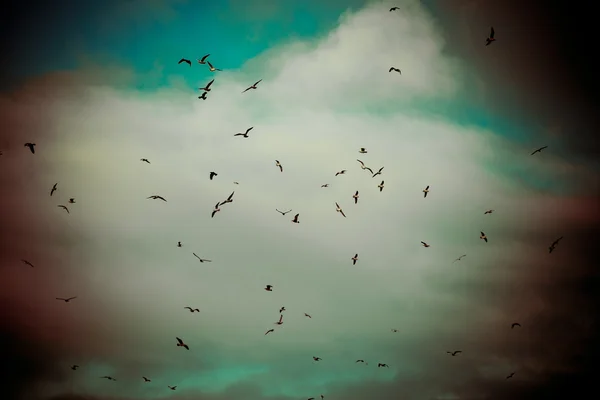 Viele Möwen am Strand fliegen - Retro Vintage Look — Stockfoto