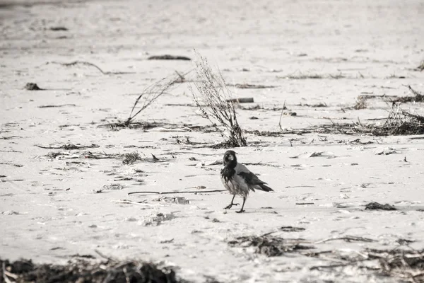 Cuervo caminando por la arena de la playa - aspecto vintage retro —  Fotos de Stock