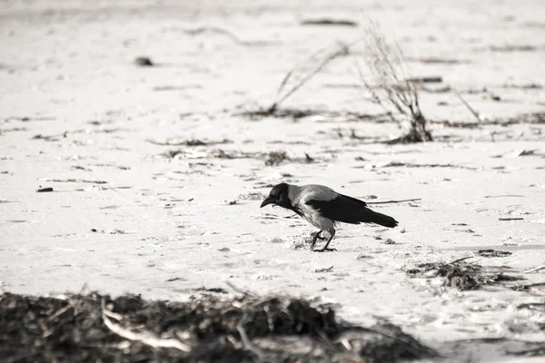 sahilde kum - retro vintage bir görünüm yürüyüş karga