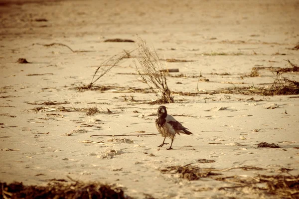 Cuervo caminando por la arena de la playa - aspecto vintage retro —  Fotos de Stock