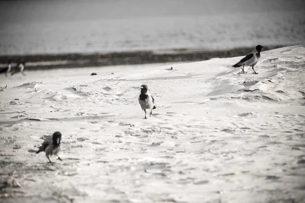 Sahilde kum - retro vintage bir görünüm yürüyüş karga — Stok fotoğraf