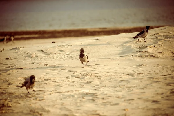 Sahilde kum - retro vintage bir görünüm yürüyüş karga — Stok fotoğraf