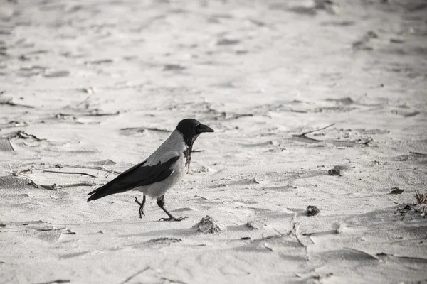 Corvo andando pela areia da praia - olhar vintage retro — Fotografia de Stock