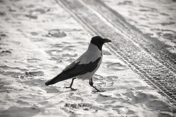Burung gagak berjalan menyusuri pantai pasir - terlihat retro vintage — Stok Foto
