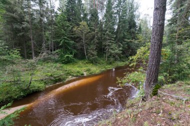 dağ nehir orman tarafından çevrili yaz aylarında