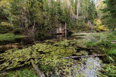 dağ nehir orman tarafından çevrili yaz aylarında