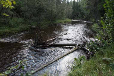 dağ nehir orman tarafından çevrili yaz aylarında