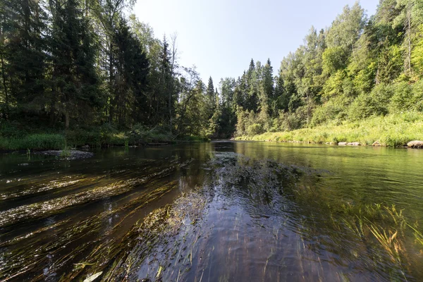 Mountain floden på sommaren omges av skog — Stockfoto