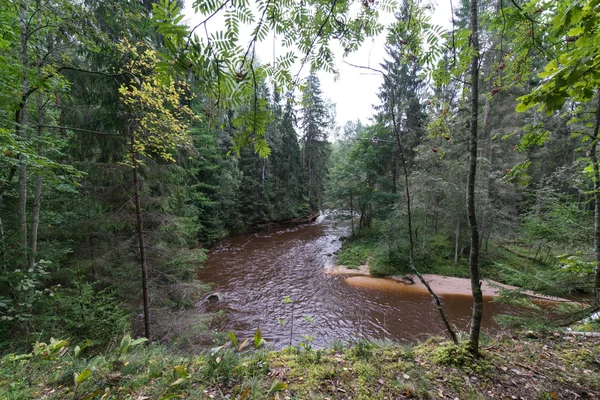 Горная река летом в окружении леса — стоковое фото