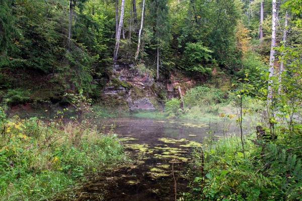 Mountain river in summer surrounded by forest — Stock Photo, Image