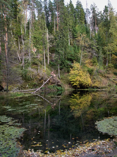 Mountain river in summer surrounded by forest — Stock Photo, Image