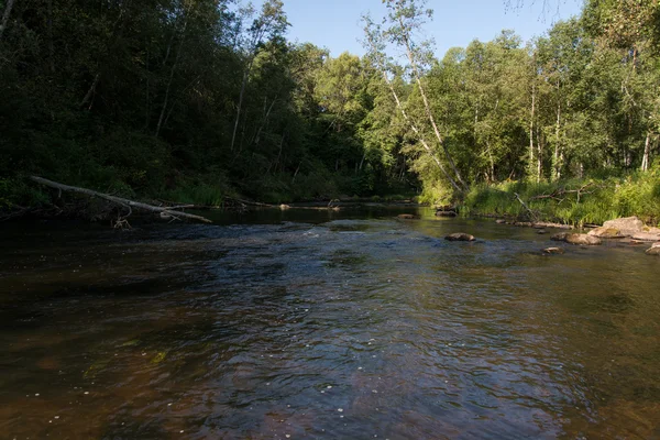 Fiume di montagna in estate circondato dalla foresta — Foto Stock