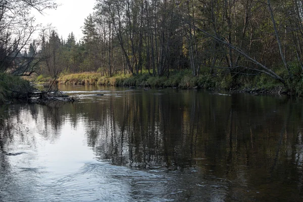 Fiume di montagna in estate circondato dalla foresta — Foto Stock