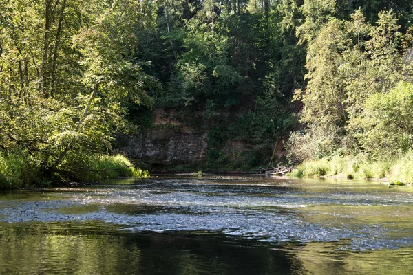 Rio de montanha no verão cercado pela floresta — Fotografia de Stock