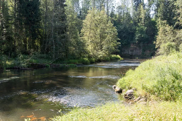Горная река летом в окружении леса — стоковое фото