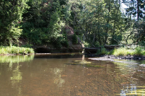 Rio de montanha no verão cercado pela floresta — Fotografia de Stock