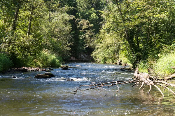 Rivière de montagne en été entourée par la forêt — Photo