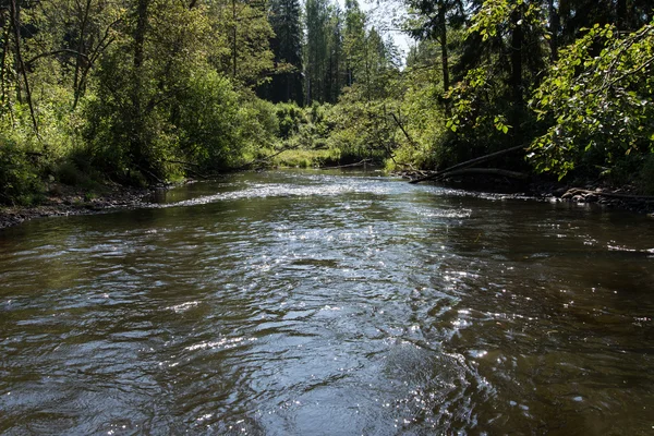 Mountain floden på sommaren omges av skog — Stockfoto