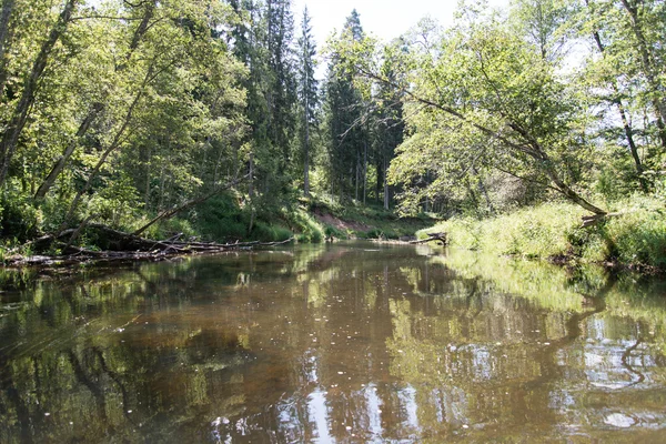 Río de montaña en verano rodeado de bosque —  Fotos de Stock