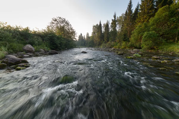 Gebirgsfluss im Sommer umgeben von Wald — Stockfoto