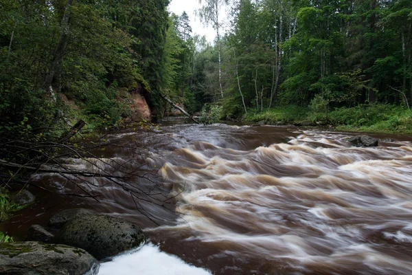 Rio de montanha no verão cercado pela floresta — Fotografia de Stock