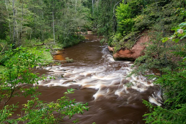 Berg rivier in de zomer omgeven door bos — Stockfoto