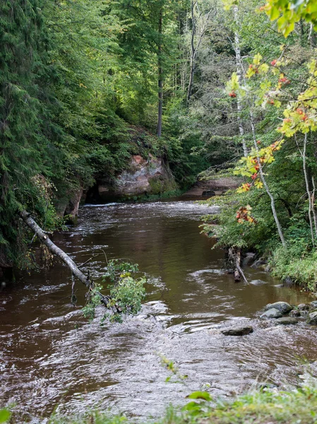 Berg rivier in de zomer omgeven door bos — Stockfoto