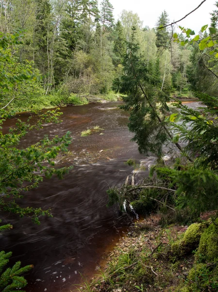 Rio de montanha no verão cercado pela floresta — Fotografia de Stock