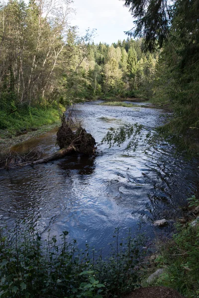 Rivière de montagne en été entourée par la forêt — Photo