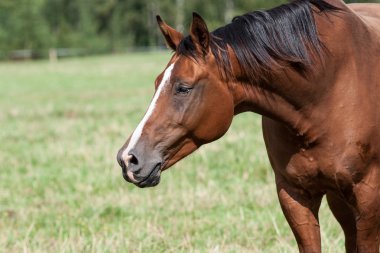 Vahşi atlar tarlada