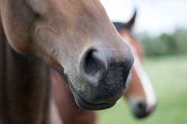 Vahşi atlar tarlada