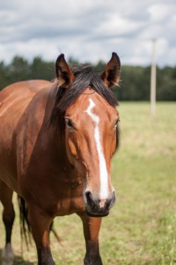 Vahşi atlar tarlada