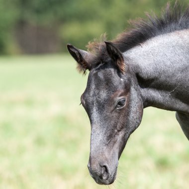 Vahşi atlar tarlada