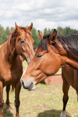 Vahşi atlar tarlada