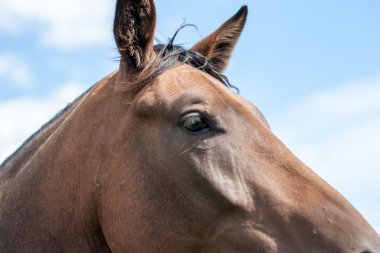 Vahşi atlar tarlada